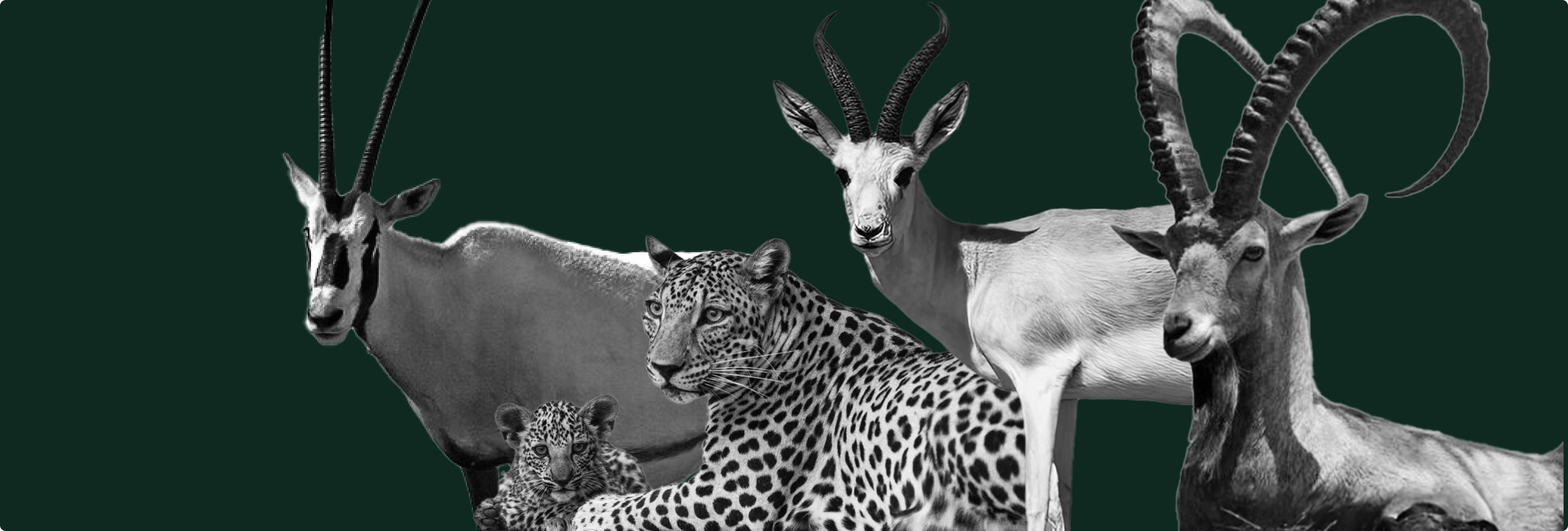 animals rewilded in 2022